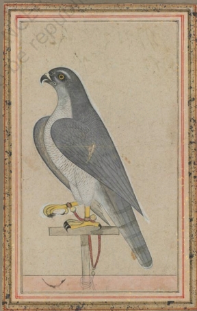 Falcon on Rest by Ustad Mansur Jahangir